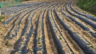 임일재님의 기타작물 · 영농일지 작성글 사진