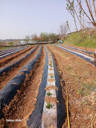 바위돌 심재성님의 마늘 · 영농일지 작성글 사진