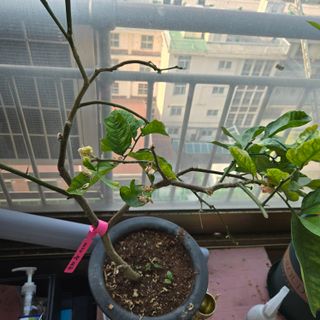 필라댄스농부님의 기타작물 · 영농일지 작성글 사진