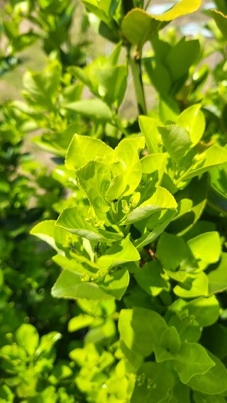 늘푸른 농장주님의 기타작물 · 영농일지 작성글 사진