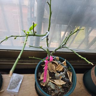 필라댄스농부님의 기타작물 · 영농일지 작성글 사진