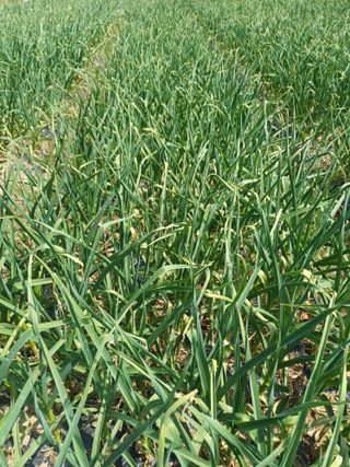 삼성농산님의 기타작물 · 영농일지 작성글 사진