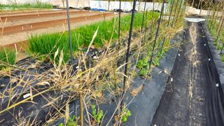 김호열님의 기타작물 · 영농일지 작성글 사진