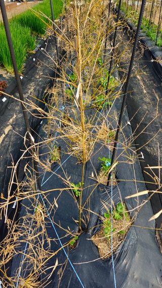 김호열님의 기타작물 · 영농일지 작성글 사진