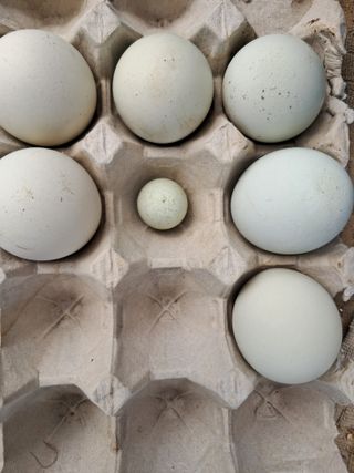 류남열님의 기타작물 · 영농일지 작성글 사진