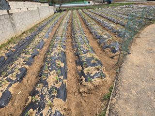 노아님의 옥수수 · 영농일지 작성글 사진