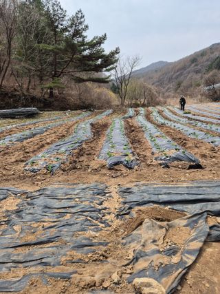 왕자농원님의 기타작물 · 영농일지 작성글 사진