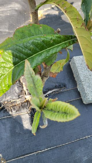 늘푸른 농장주님의 기타작물 · 영농일지 작성글 사진