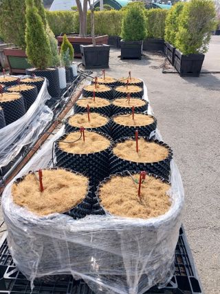 김세용님의 감자 · 영농일지 작성글 사진