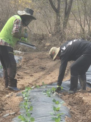 왕자농원님의 기타작물 · 영농일지 작성글 사진