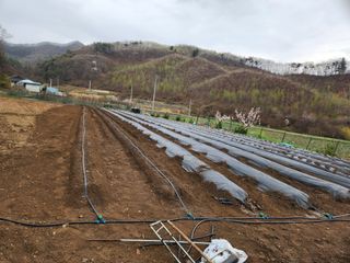 드래곤 님의 고추 · 영농일지 작성글 사진