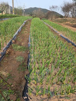 영춘아짐님의 기타작물 · 영농일지 작성글 사진