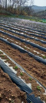 팜모닝 감자·영농일지 게시글 이미지