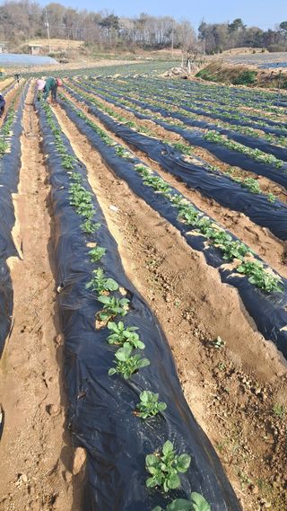 박인규님의 감자 · 영농일지 작성글 사진