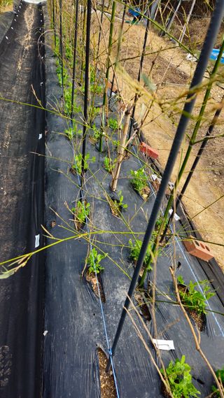 김호열님의 기타작물 · 영농일지 작성글 사진