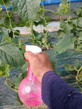 정기훈님의 기타작물 · 영농일지 작성글 사진