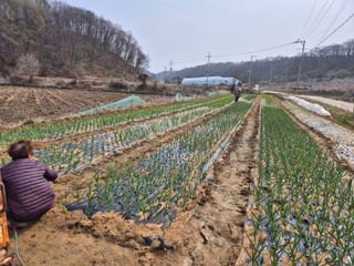 양홍주님의 고추 · 영농일지 작성글 사진