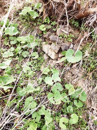 님의 기타작물 · 영농일지 작성글 사진