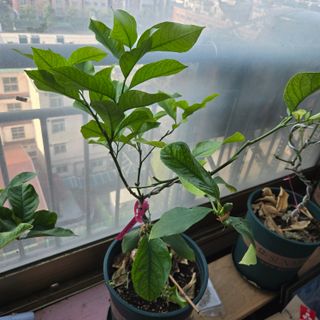 필라댄스농부님의 기타작물 · 영농일지 작성글 사진