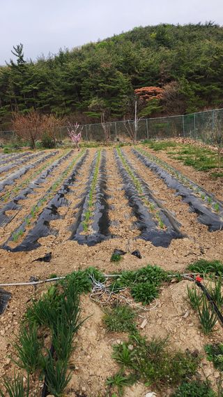 이상보님의 기타작물 · 영농일지 작성글 사진
