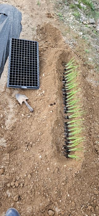 귀농인님의 양파 · 영농일지 작성글 사진