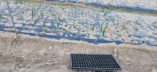 귀농인님의 양파 · 영농일지 작성글 사진