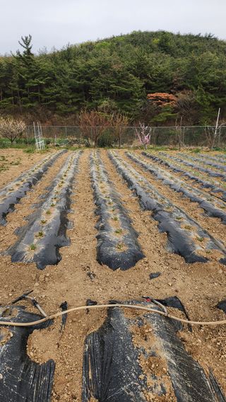 이상보님의 기타작물 · 영농일지 작성글 사진