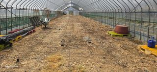 ♡청심전유삼♡님의 기타작물 · 영농일지 작성글 사진