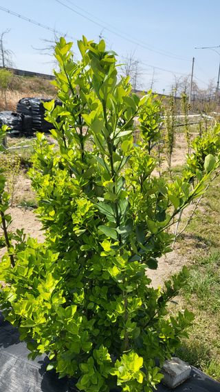 늘푸른 농장주님의 기타작물 · 영농일지 작성글 사진