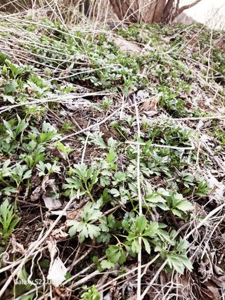 님의 기타작물 · 영농일지 작성글 사진