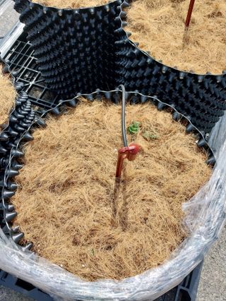 김세용님의 감자 · 영농일지 작성글 사진