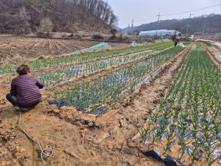 양홍주님의 고추 · 영농일지 작성글 사진