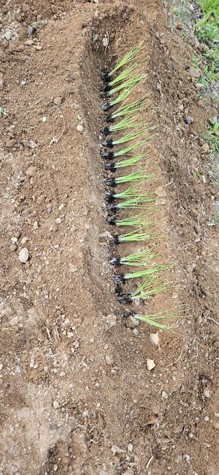 귀농인님의 양파 · 영농일지 작성글 사진