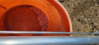 귀농인님의 옥수수 · 영농일지 작성글 사진