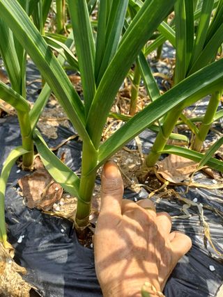 삼성농산님의 기타작물 · 영농일지 작성글 사진