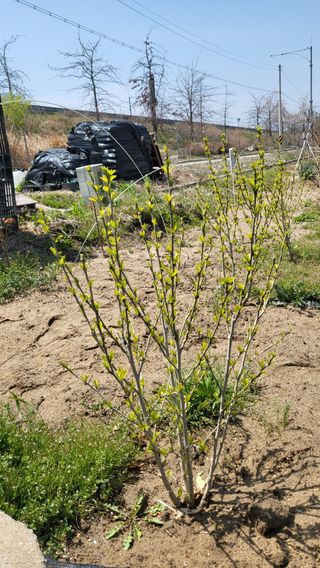 늘푸른 농장주님의 기타작물 · 영농일지 작성글 사진
