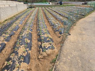 노아님의 옥수수 · 영농일지 작성글 사진