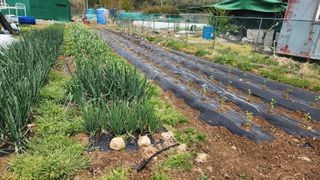 이상보님의 기타작물 · 영농일지 작성글 사진