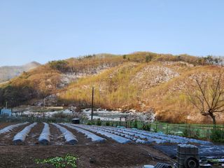 드래곤 님의 고추 · 영농일지 작성글 사진
