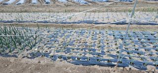 귀농인님의 양파 · 영농일지 작성글 사진