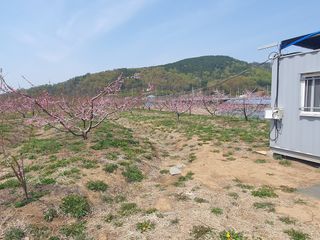 강예석님의 복숭아 · 영농일지 작성글 사진