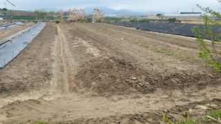 늘푸른 농장주님의 기타작물 · 영농일지 작성글 사진