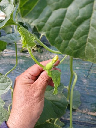 정기훈님의 기타작물 · 영농일지 작성글 사진