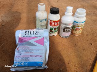 바위돌 심재성님의 마늘 · 영농일지 작성글 사진