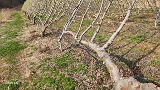 김준한님의 자두 · 영농일지 작성글 사진