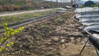 늘푸른 농장주님의 기타작물 · 영농일지 작성글 사진