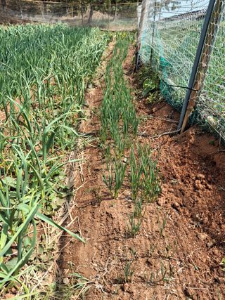 체리123님의 고추 · 영농일지 작성글 사진