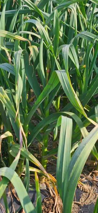 구춘봉님의 마늘 · 영농일지 작성글 사진