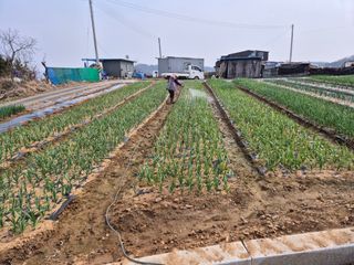 양홍주님의 고추 · 영농일지 작성글 사진