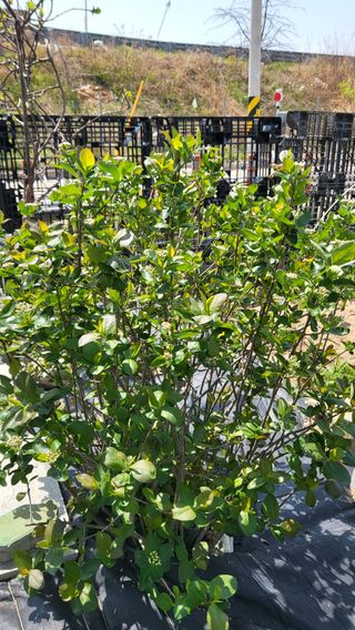 늘푸른 농장주님의 기타작물 · 영농일지 작성글 사진